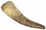 Fossil Plesiosaur (Zarafasaura) Tooth - Morocco #298275-1